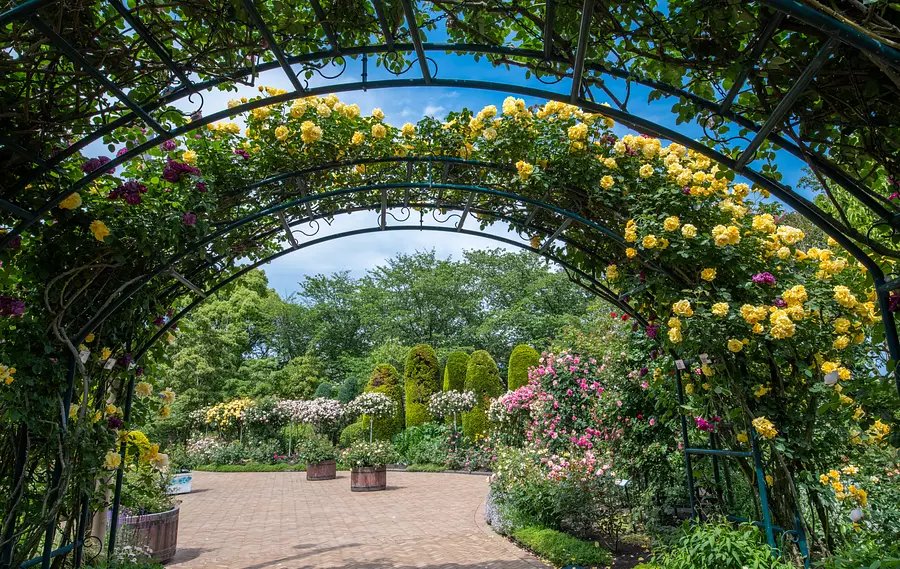 🌹 사토 배나무 과수원 로즈 가든(사토 리엔 로즈 가든) 이미지 6